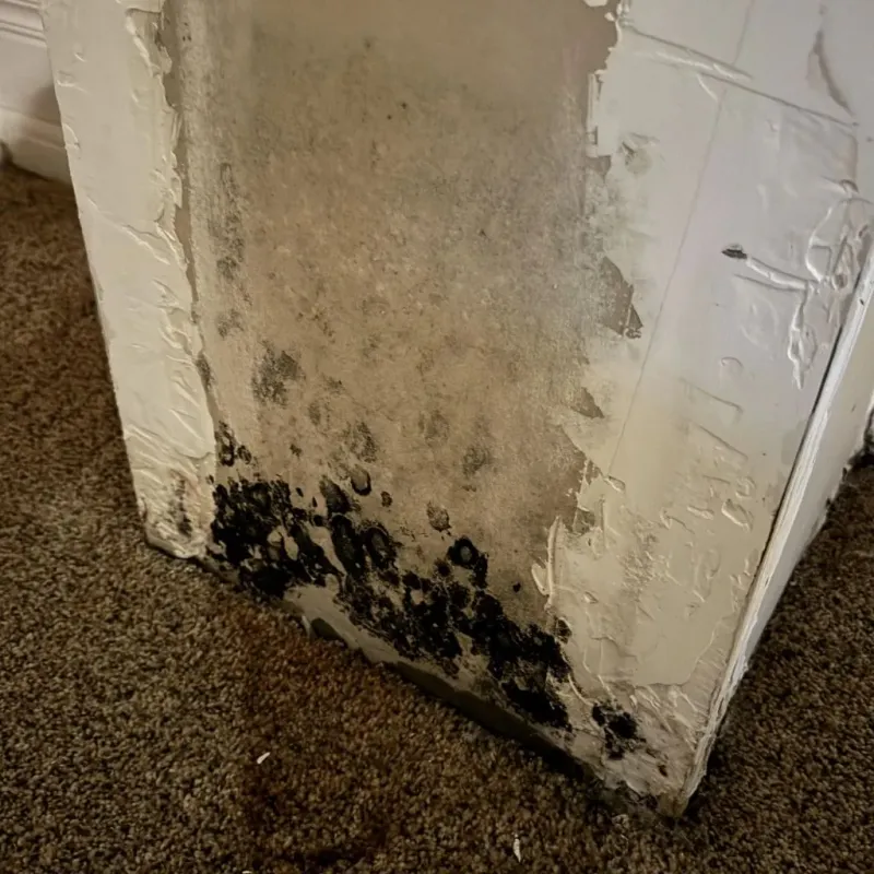 Professional Mold Removal in Mulberry, IN